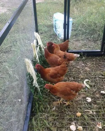 El Majano *