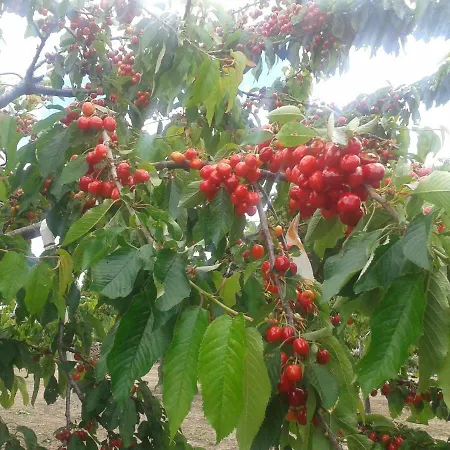 El Majano Montánchez