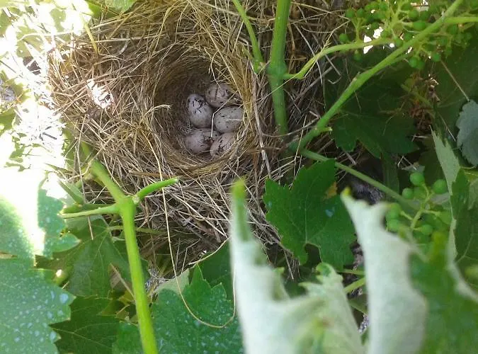 El Majano * Montánchez